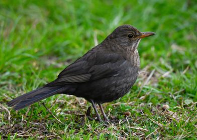 turdus merula common black