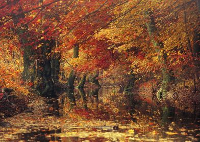 Autumn forest reflections