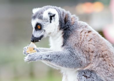 Lemur                     