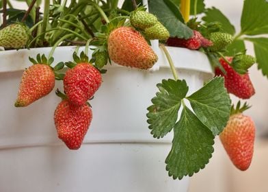 ripe strawberries 