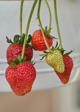 ripe strawberries 