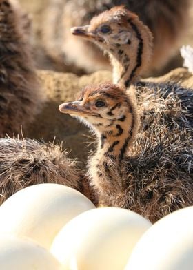 Ostrich Babies in the nest