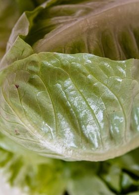 Lettuce iceberg