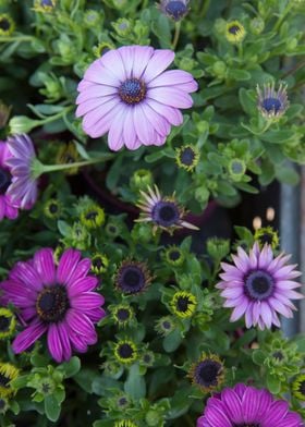 daisy in bloom in spring