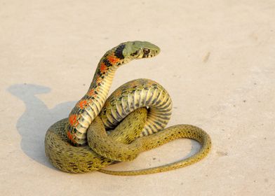 Snake                     