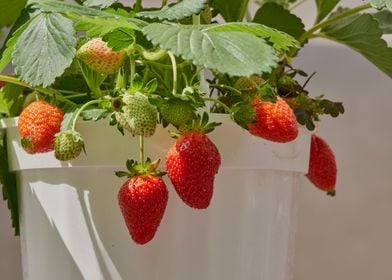 ripe strawberries