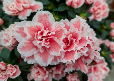 azalea in the garden