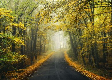 Foggy fall forest road
