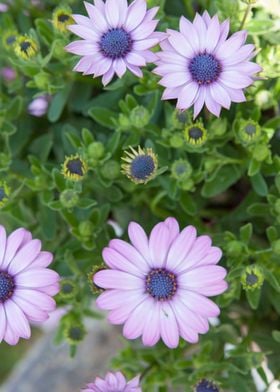 daisy in bloom in spring