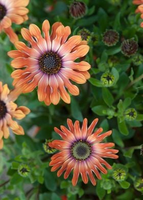 daisy in bloom in spring