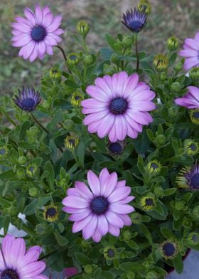 daisy in bloom in spring