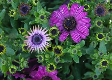 daisy in bloom in spring