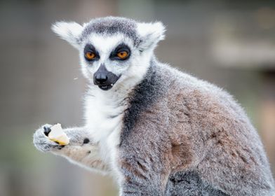 Lemur                     