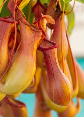 nepenthes carnivorous