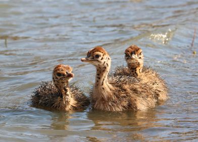 Ostrich Babies in water