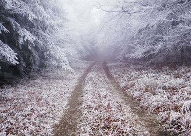 Misty winter forest
