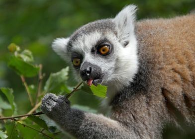 Lemur                     