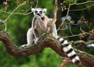 Lemur                     