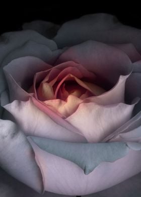 Vampire rose