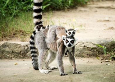 Lemur                     