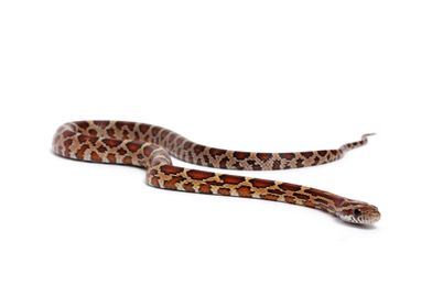 Snake                     
