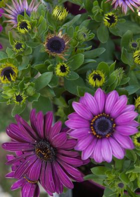 daisy in bloom in spring