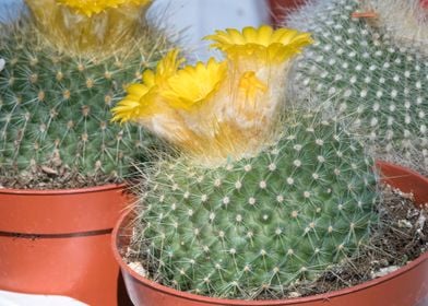 succulent plant in bloom i