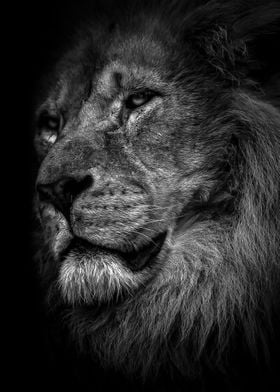 proud black lion king ' Poster by MK studio | Displate