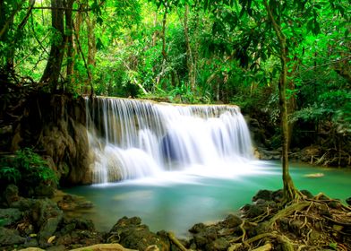 Forest Landscape          