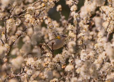 Common firecrest