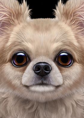 Chihuahua Dog Face