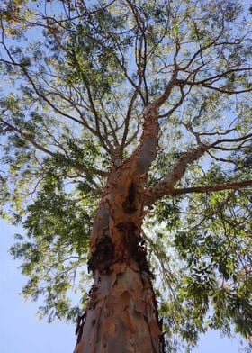 Imposing Tree