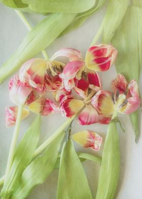 Abstract tulips bouquet