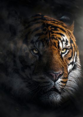 wild legend tiger face 