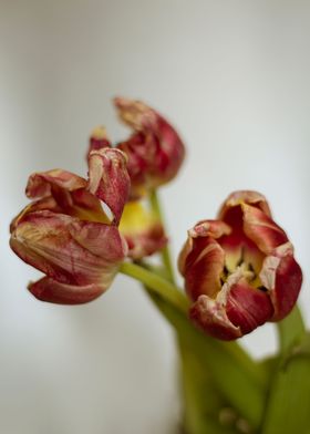 Abstract tulips bouquet