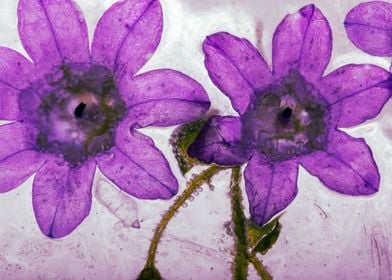 Pink campanula in ice 3