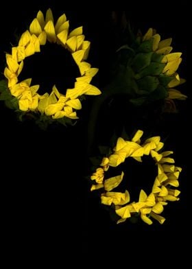 Beautiful yellow sunflower