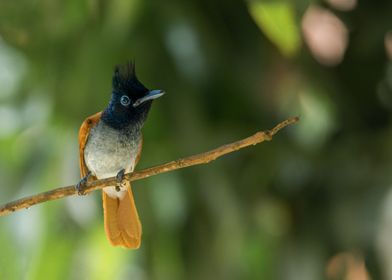 Indian paradise flycatcher