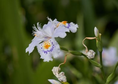 iris gladiolus in bloom