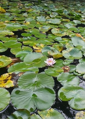 japanese beautiful lotus