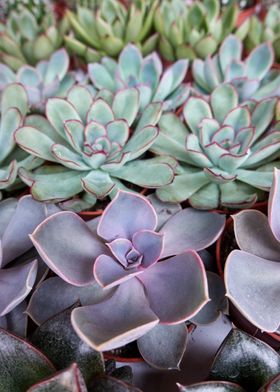 succulent plant 