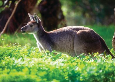 Kangaroo                  