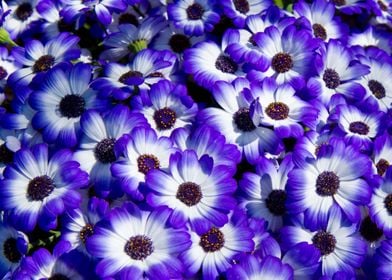 purple daisy