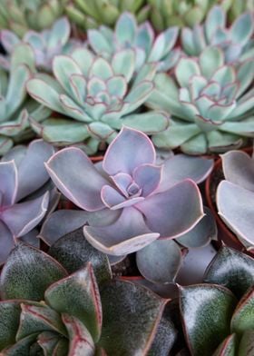 succulent plant 