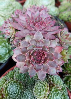 succulent plant 