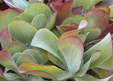 succulent plant 