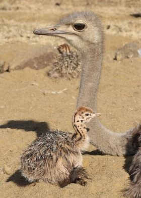 Ostrich Mother with Baby 1
