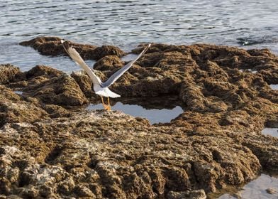  seagull on beach