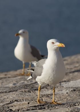 couple of seagull on beach