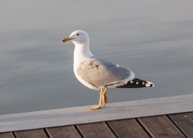  seagull on beach